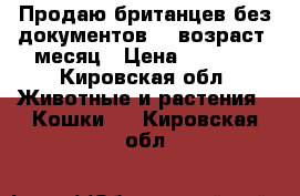 Продаю британцев,без документов))))возраст 1месяц › Цена ­ 2 000 - Кировская обл. Животные и растения » Кошки   . Кировская обл.